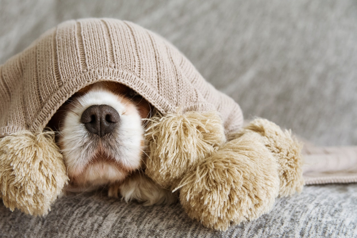 7 Ways to Care for Your Sick Dog