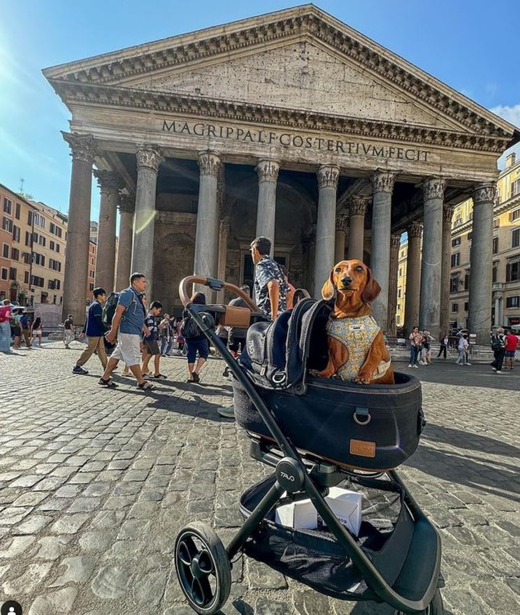 Tavo Pets Maeve Small (Flex Handle) Pet Stroller image 0
