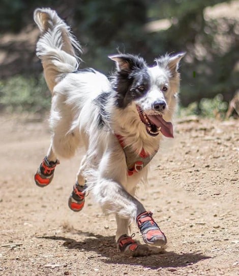 Hiking Shoes, durable Hiking Boots on a rocky trail. Paw Protectors