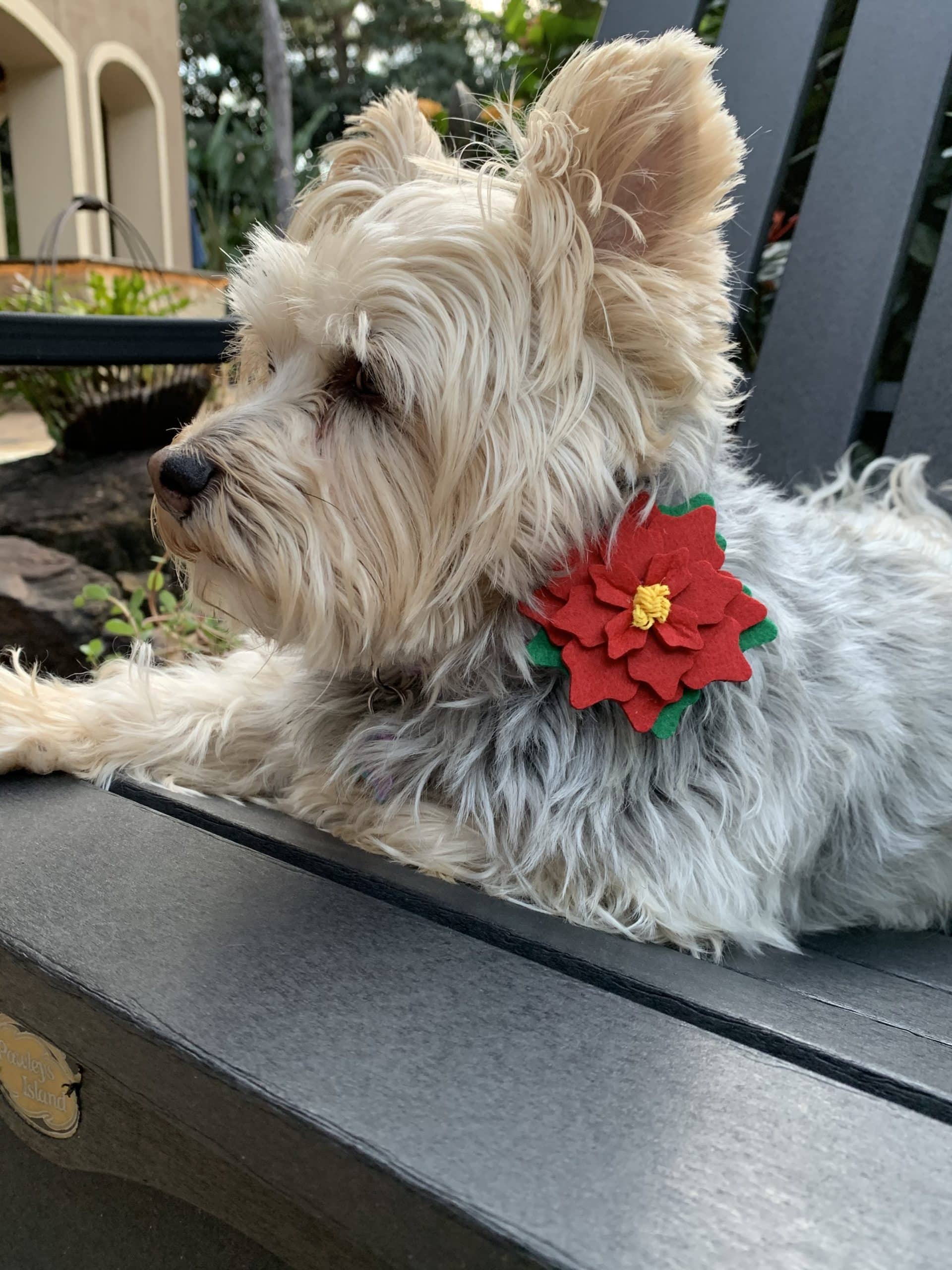 Flowers for Collars