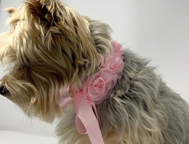 Collars