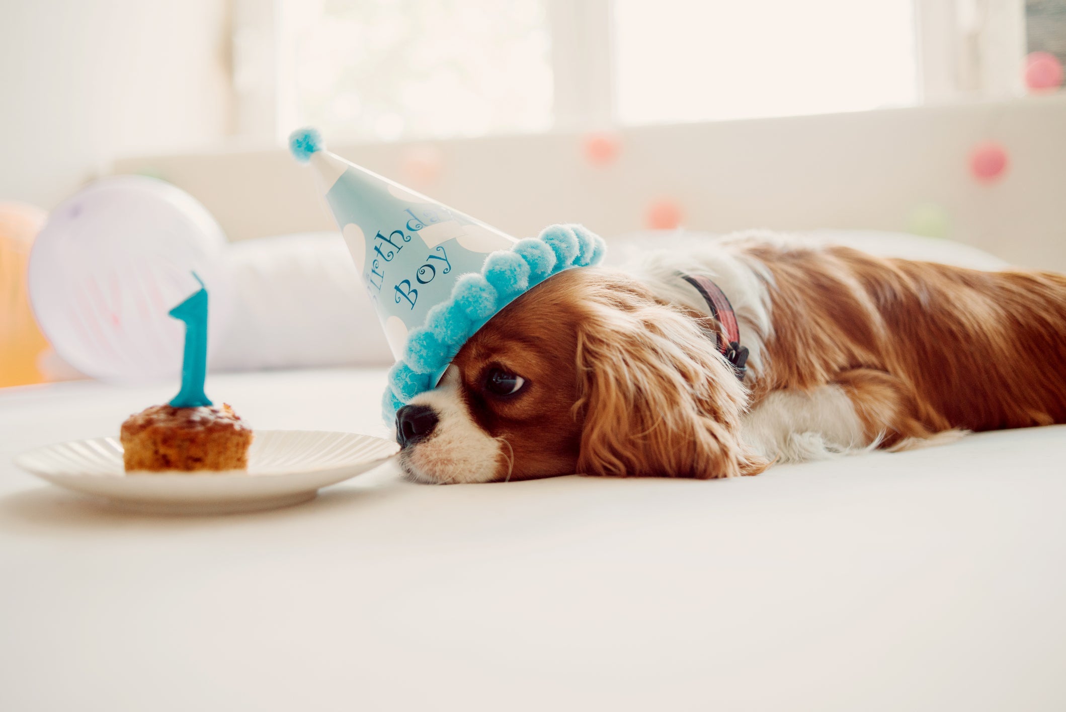 Dog Birthday Party Packages; fun dog parties, exciting for your dog