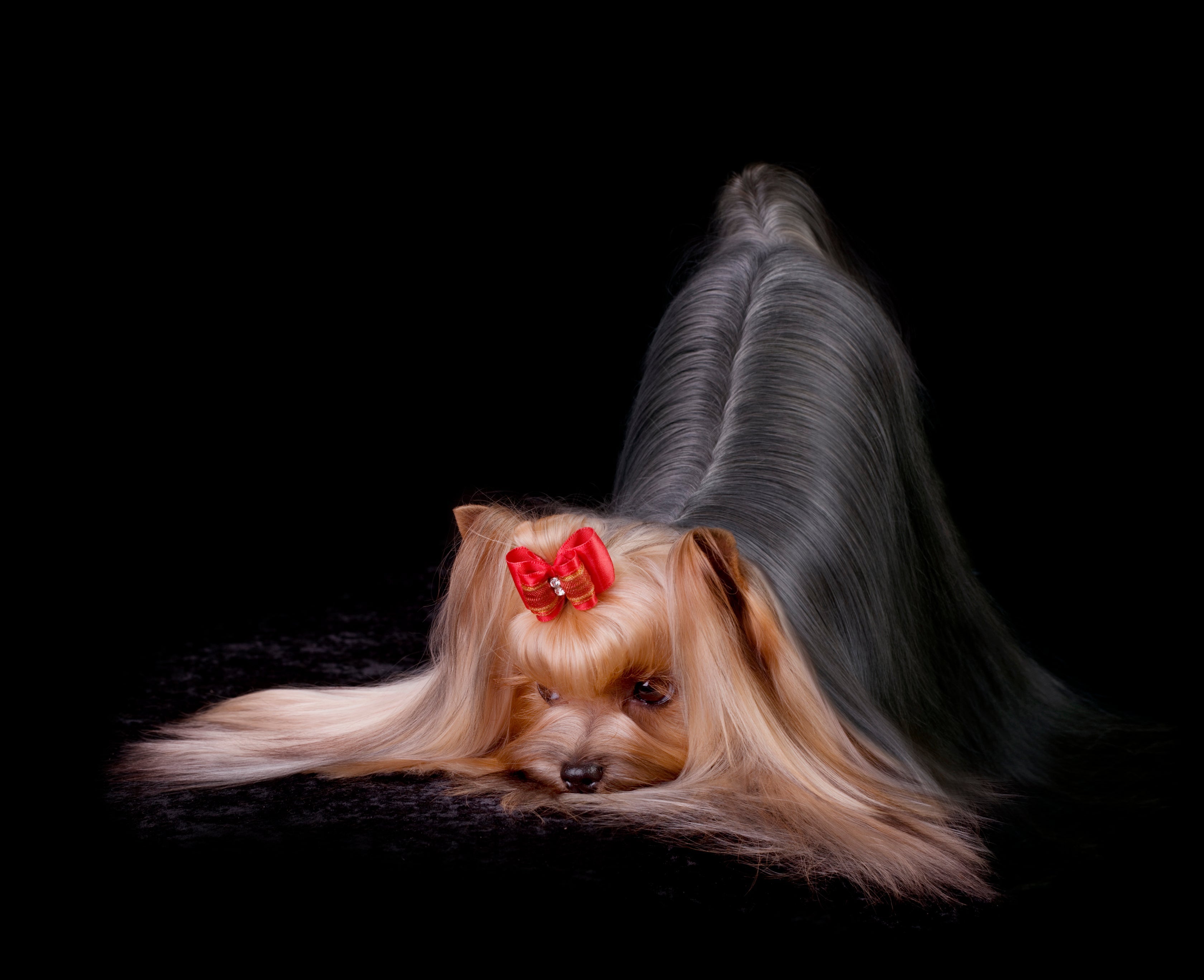 Bows and Barrettes