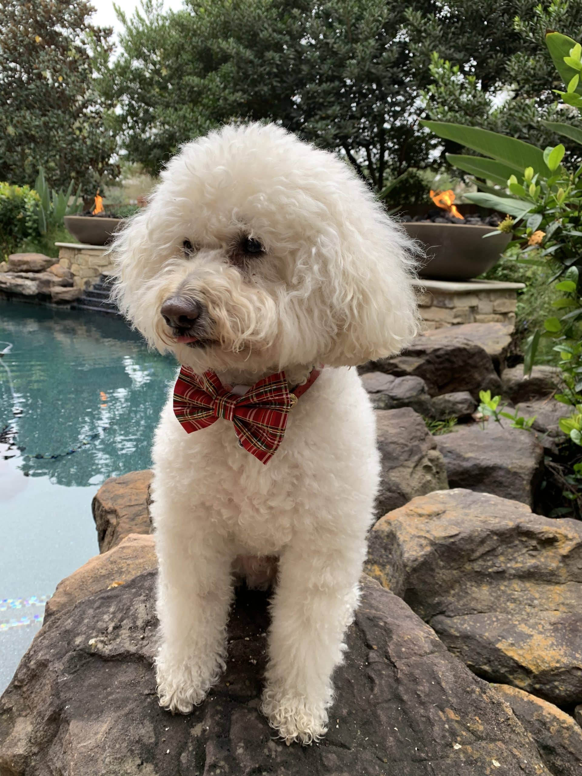 Bow Ties