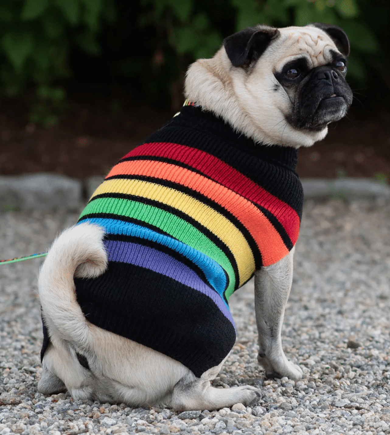 Rainbones Dog Sweater image 0