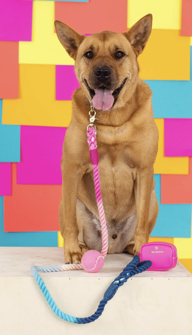 Maddox Rope Dog Leash image 0