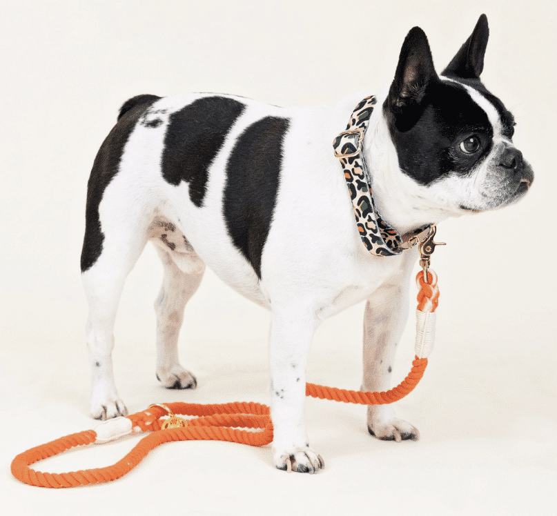 Cora Rope Dog Leash image 1
