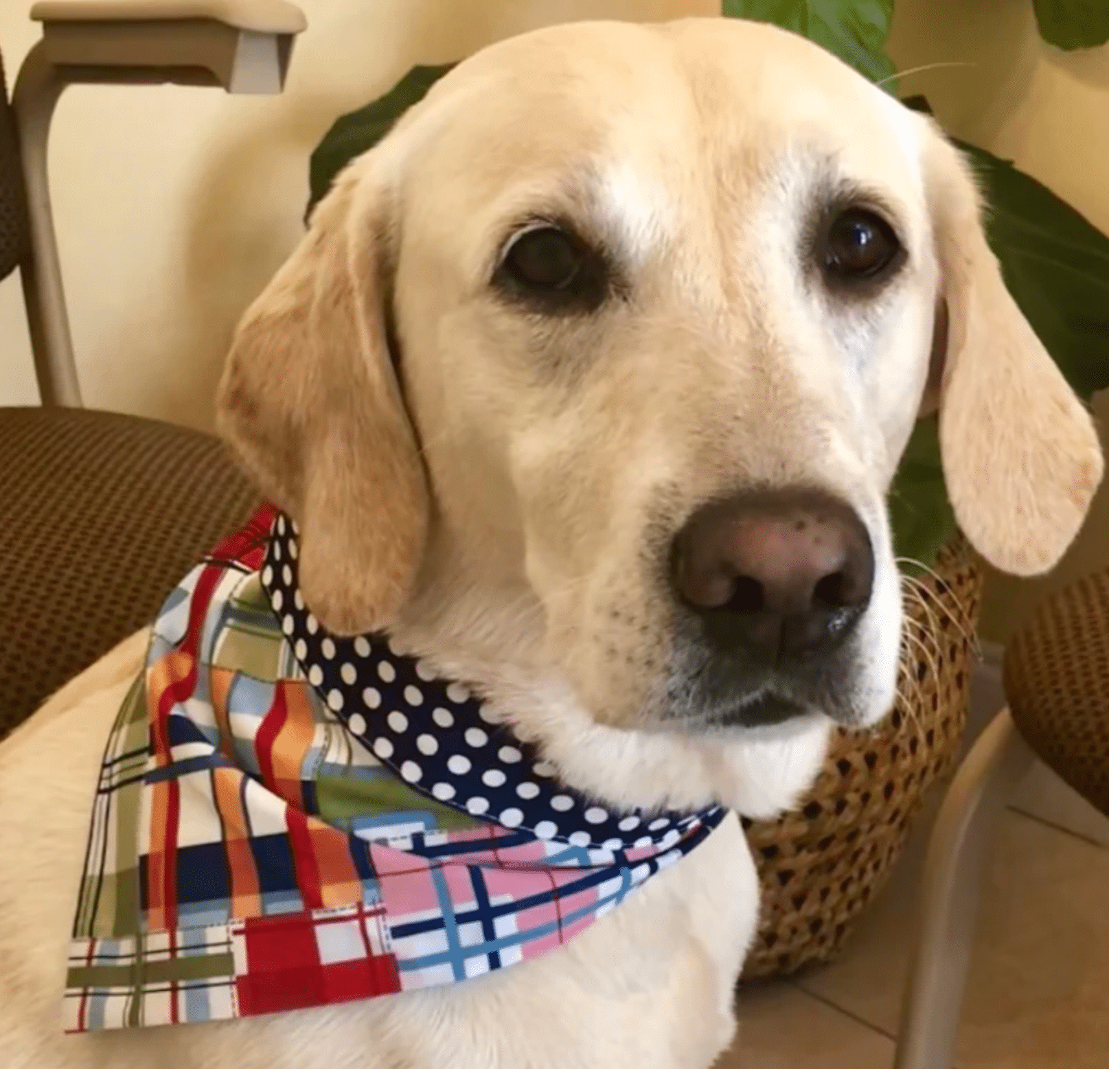 Navy Madras Dog Bandana image 0