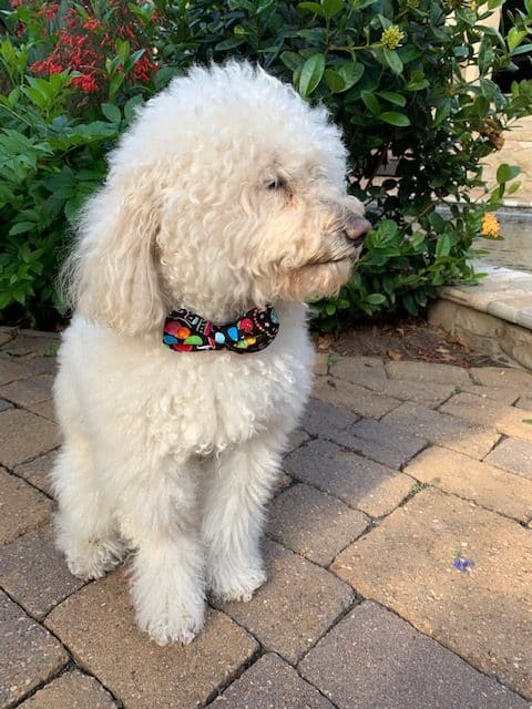 Birthday Dog Bow Tie image 2