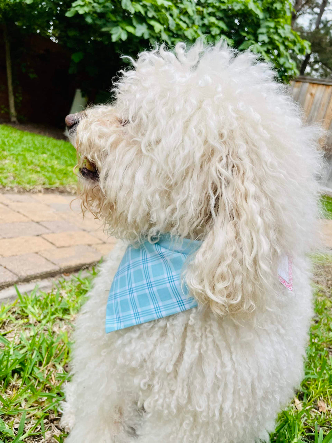 Blue Plaid and Stars Dog Bandana image 1