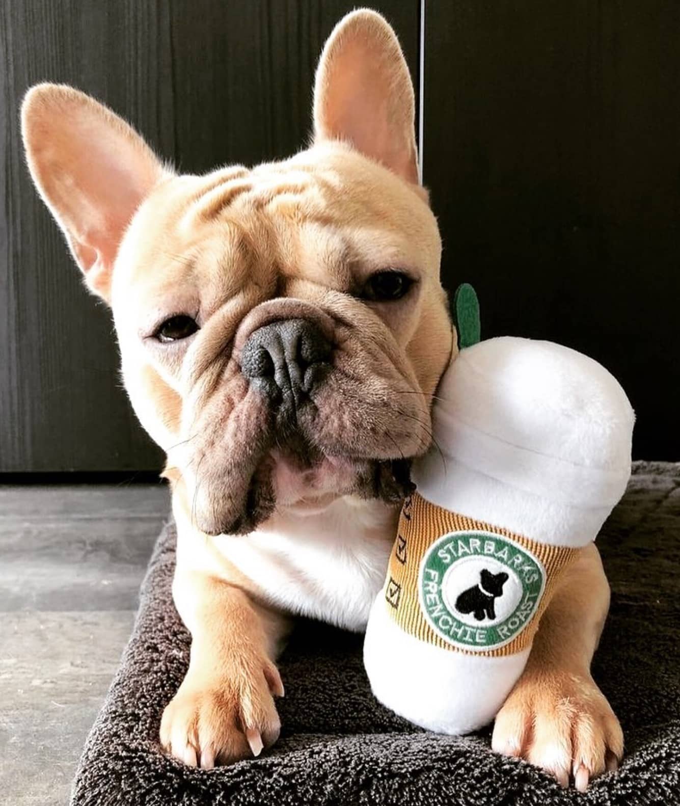 PUCCI Cafe Starbarks Frenchie Roast White Cup with lid Dog Toy