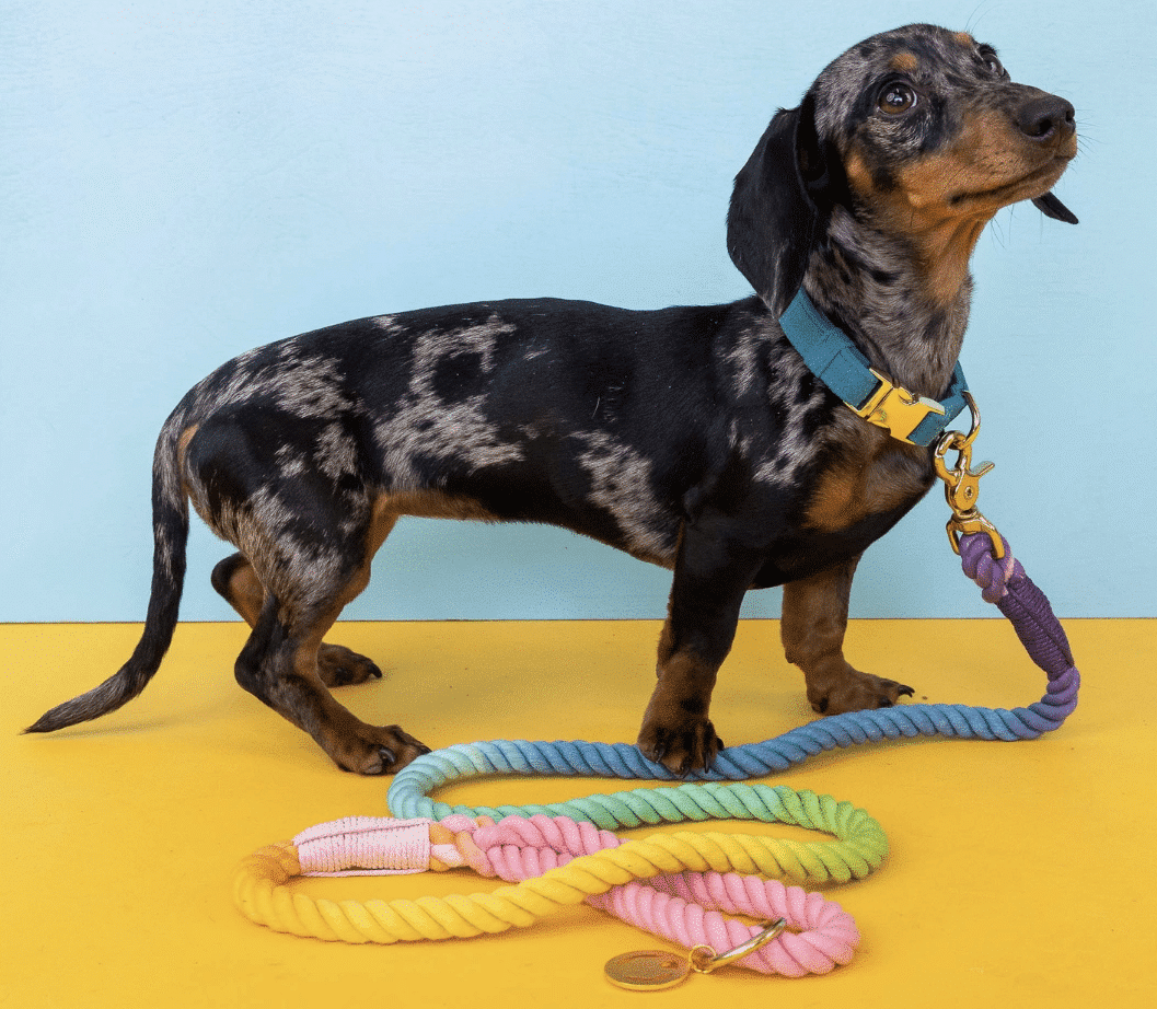 Nola Rope Dog Leash image 4