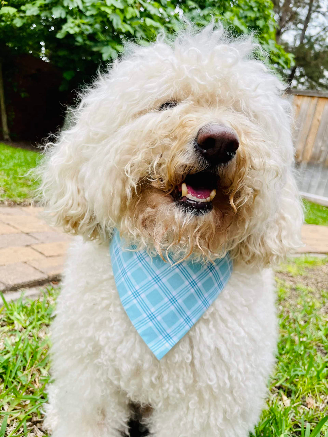 Blue Plaid and Stars Dog Bandana image 0