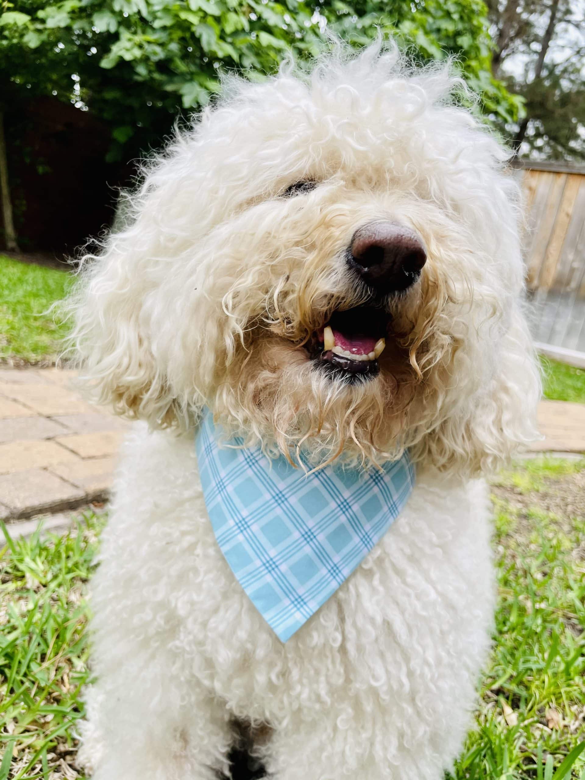 Blue Plaid and Stars Dog Bandana image 0