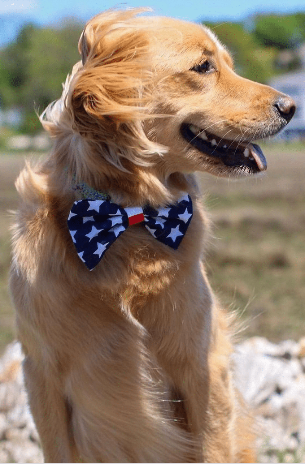 PUCCI Cafe Red White & Blue Stars Dog Bow Tie