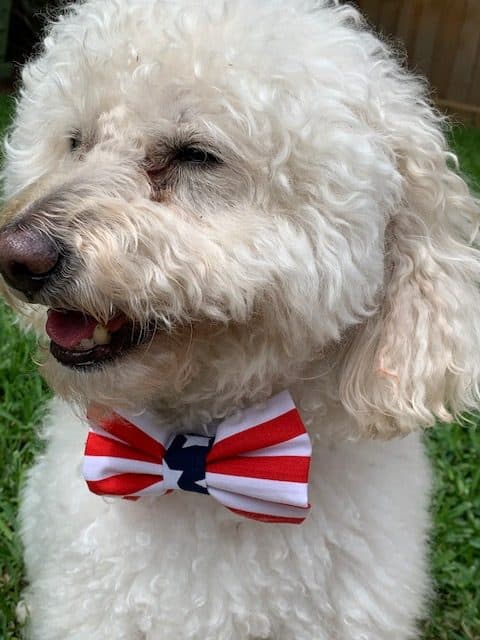 Stripes Bowtie puccicafe (1)