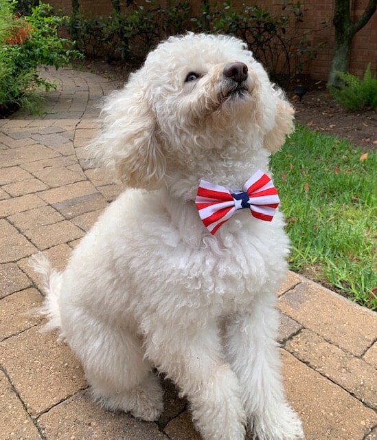 Stripes Bowtie & Trever puccicafe