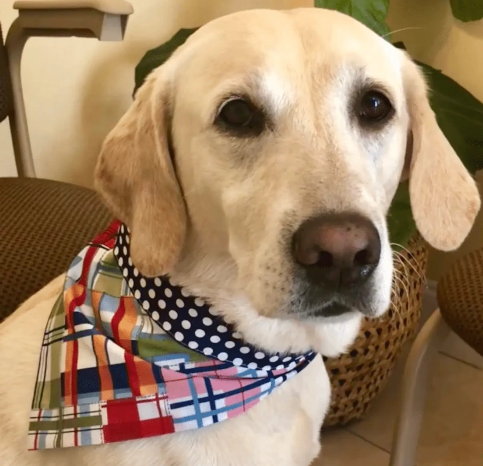 PUCCI Cafe Navy Madras Dog Bandana