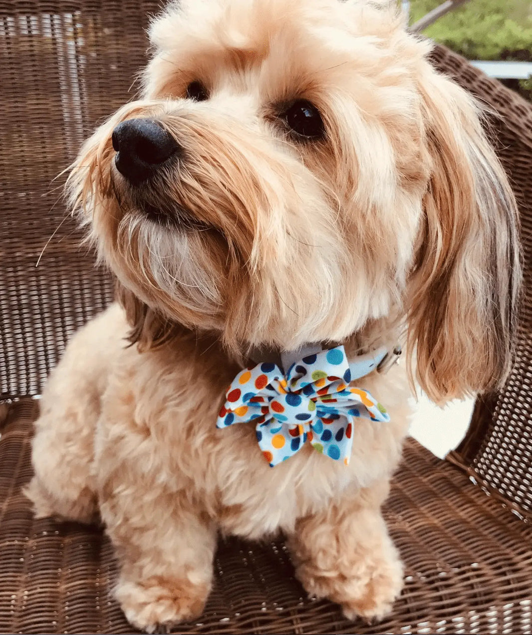 PUCCI Cafe Confetti Flower for Dog Collar