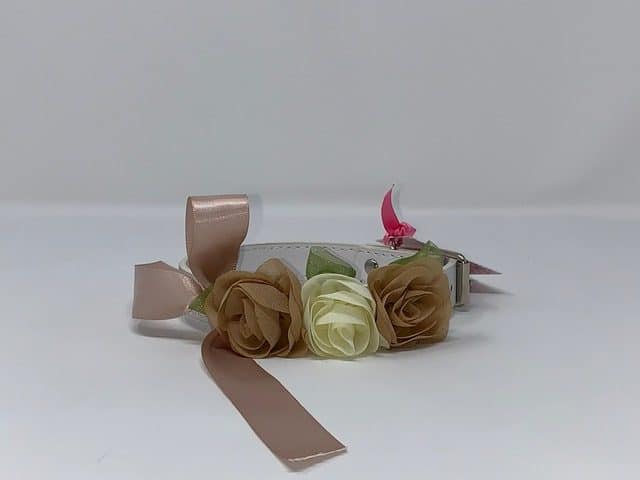 Wedding whtie – tan collar – puccicafe.com