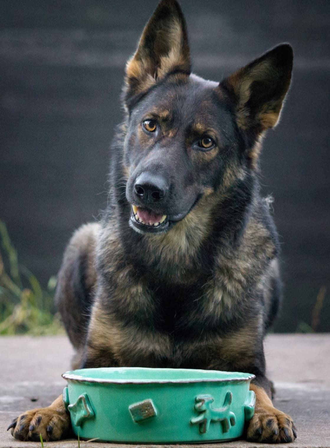 Ceramic Dog Food and Water Bowl - Aqua Green image 1