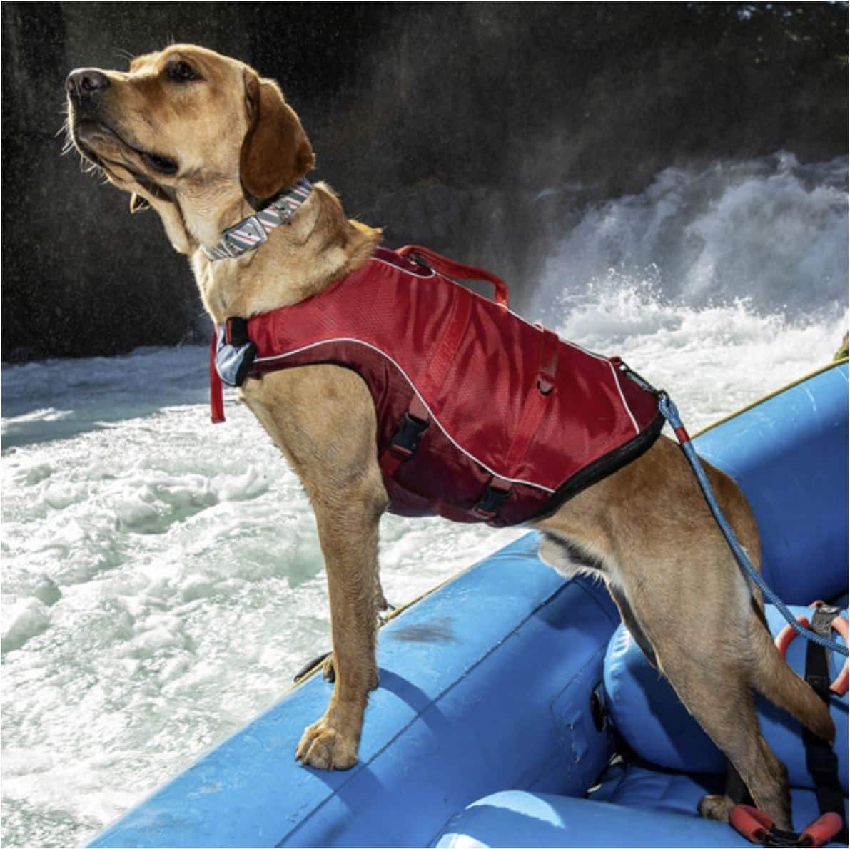 Surf N Turf Red Dog Life Jacket image 0