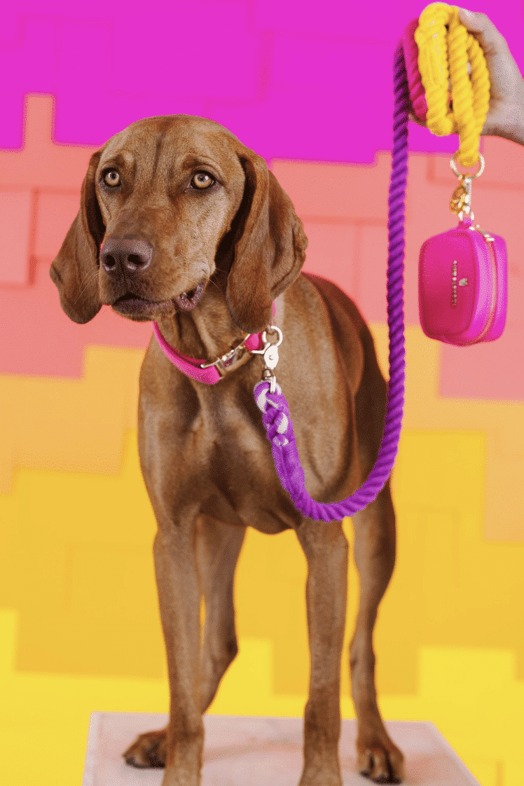 Roxy Rope Dog Leash image 2