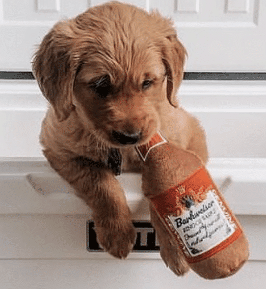 Barkweiser Beer Bottle Dog Toy image 0