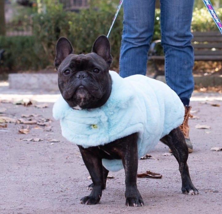 Cotton Candy Dog Coat - Blue image 2