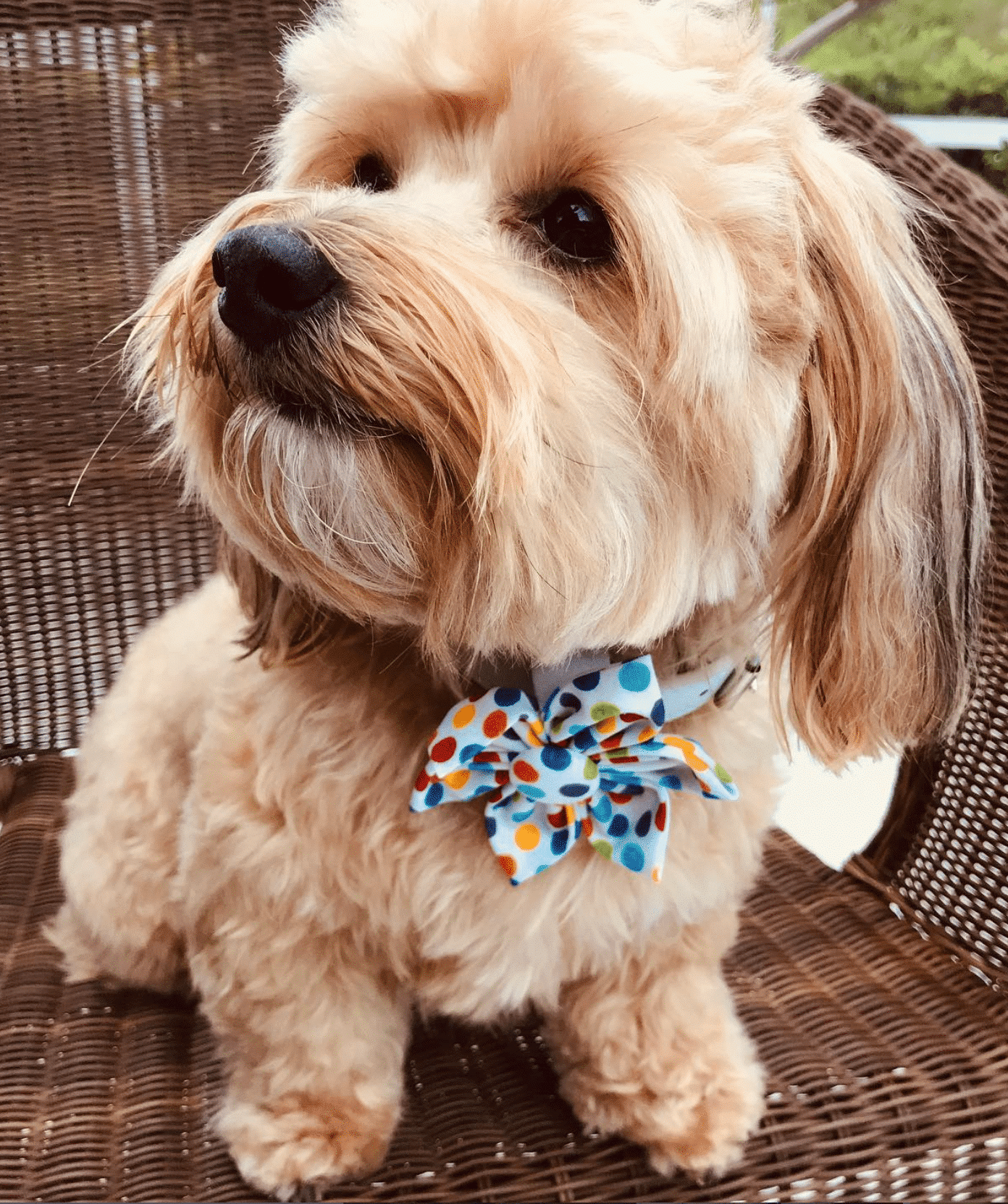 Confetti Flower for Dog Collar image 0
