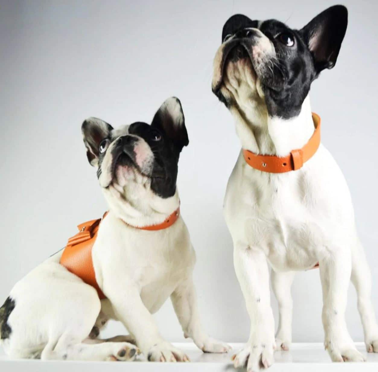Bijou Dog Harness - Orange image 2