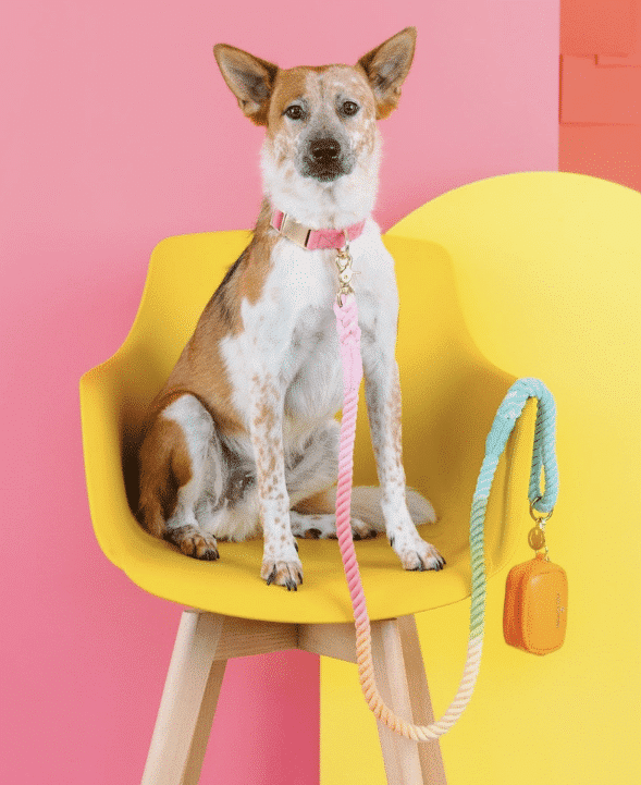 Halston Rope Dog Leash image 0