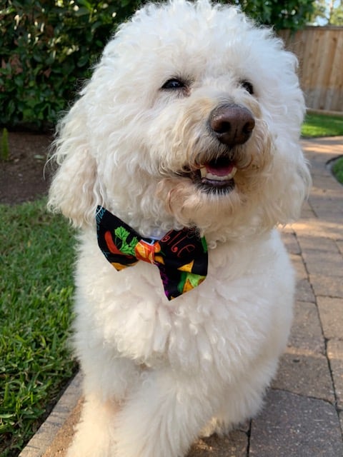 Fiesta Dog Bow Tie image 1