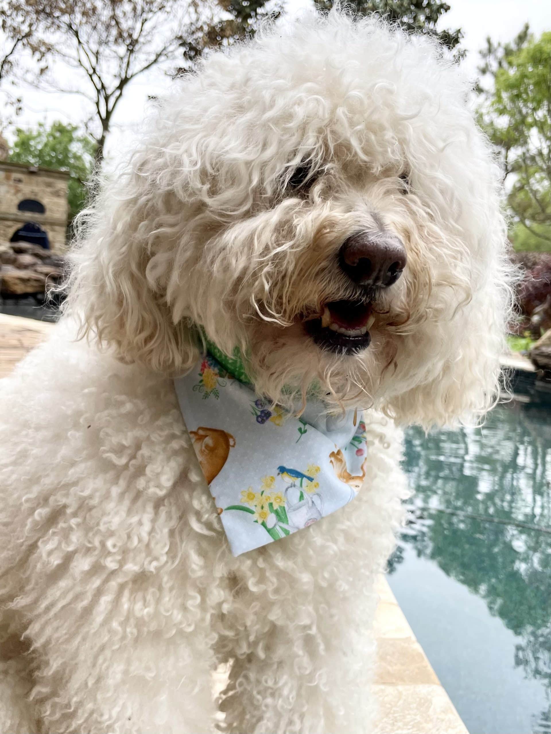 Bunnies on Blue Dog Bandana image 0
