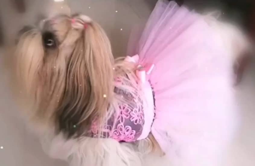 PerryMiau Bailarina Dog Dress - XS image 0