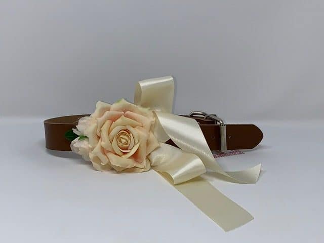 Tan Collar / Cream Rose Dog Collar image 0