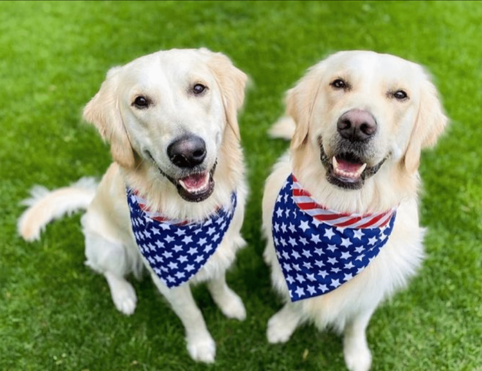 Flag Dog Bandana image 0