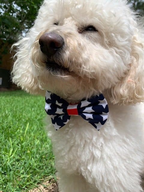 Red White & Blue Stars Dog Bow Tie image 1