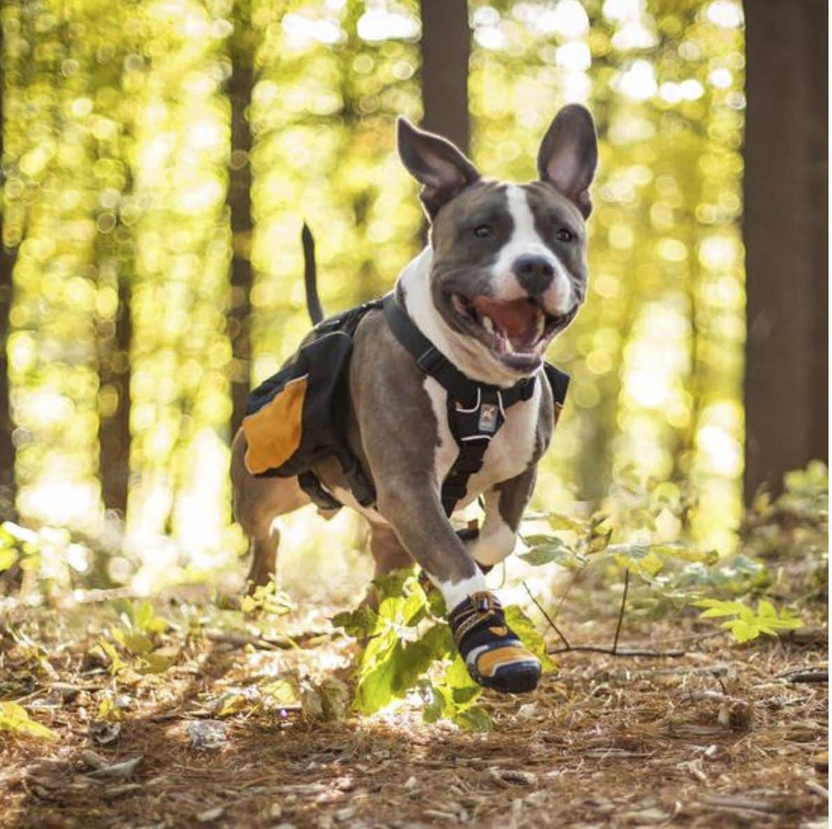 Step-N-Strobe Dog Shoes image 0