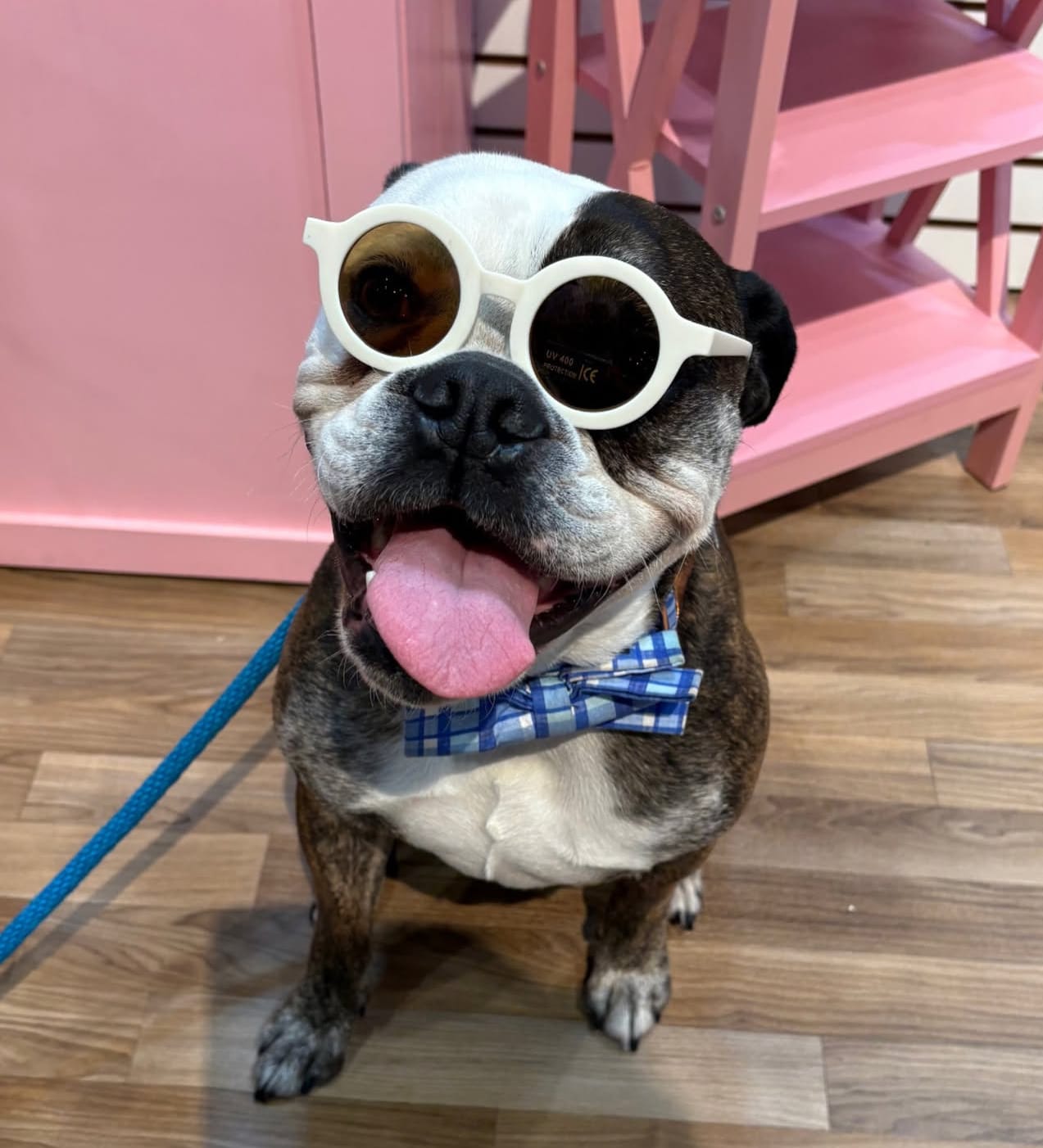 Retro Dog Sunglasses image 0