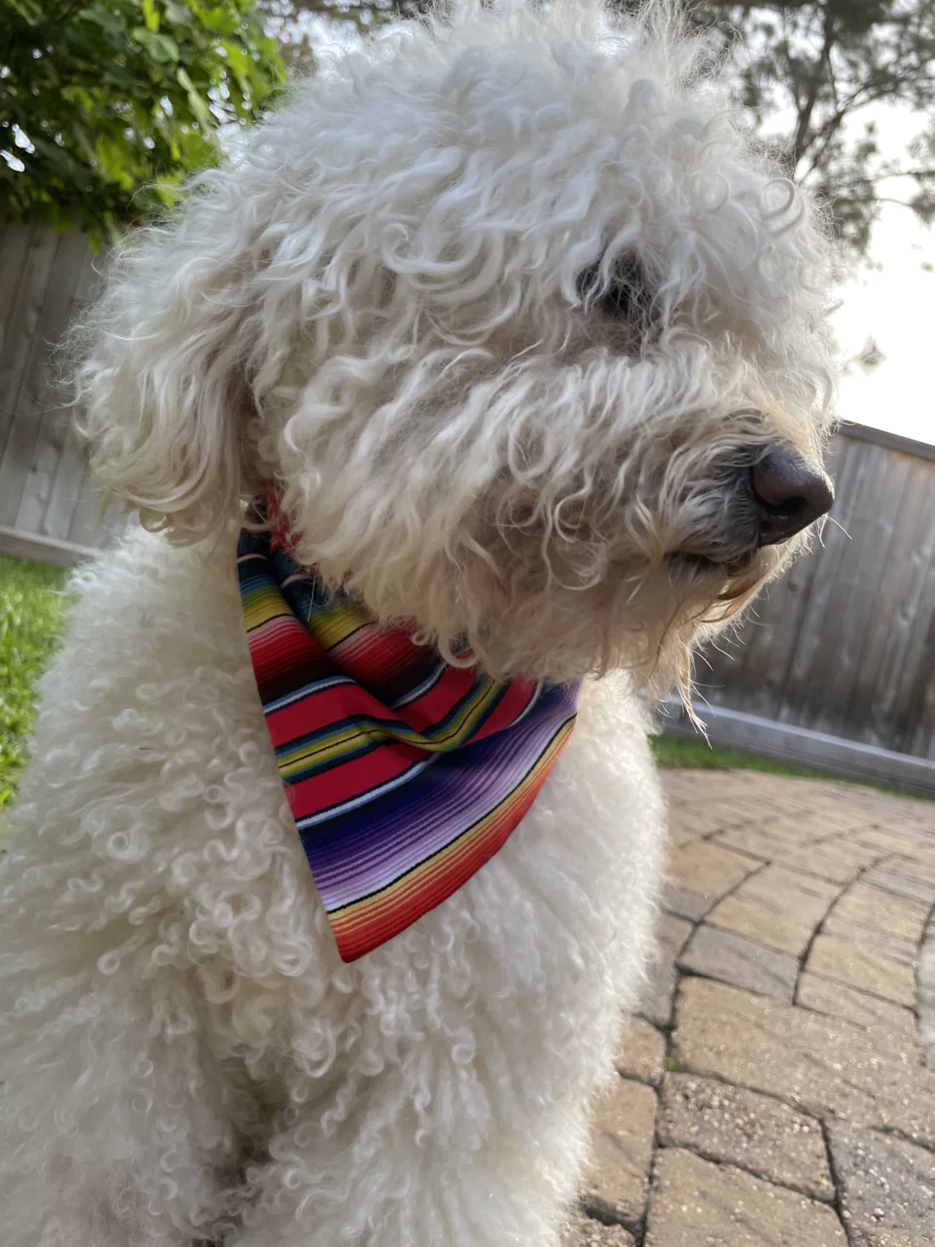 Fiesta Stripes on Red Dog Bandana image 1