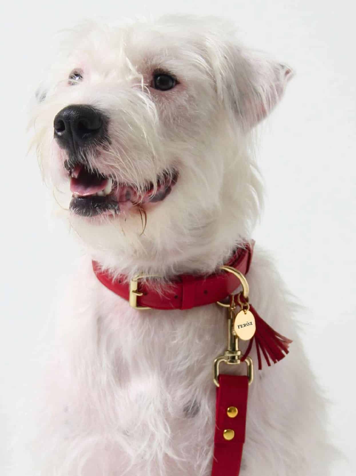 Feroz Leather Dog Collar - Coral Collection image 0