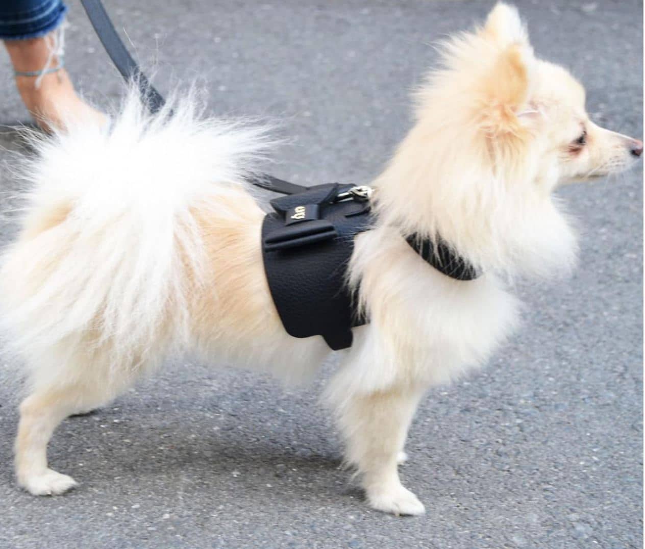 Bijou Dog Harness - Black image 2