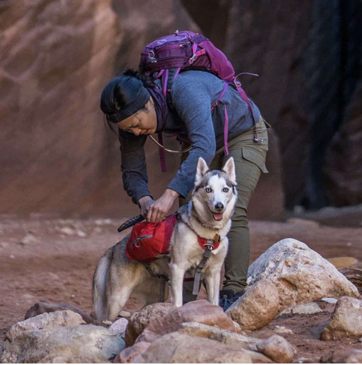 Baxter Dog Backpack image 0