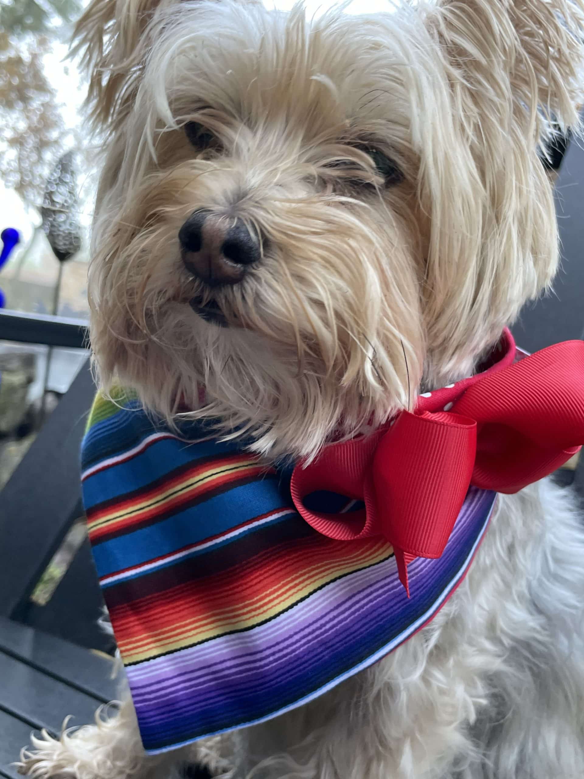 Fiesta Stripes on Red Dog Bandana with Bow image 0