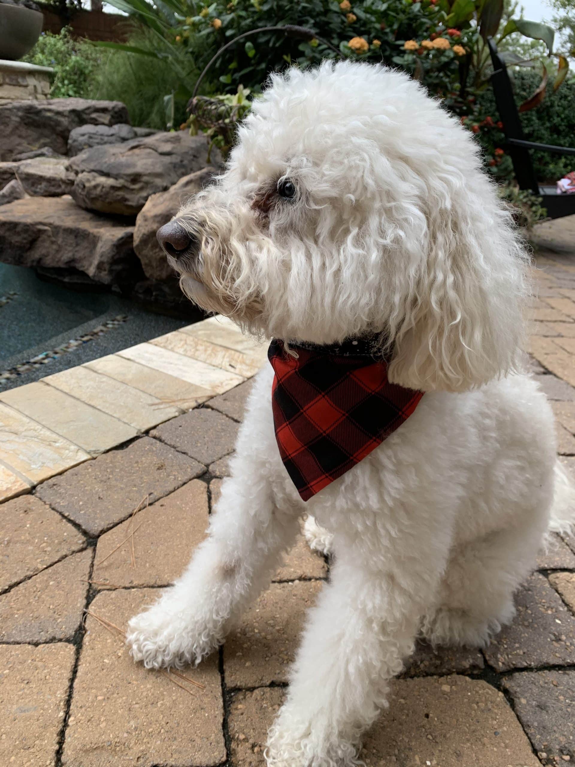 Red Buffalo Plaid with Snowflakes Dog Bandana image 2