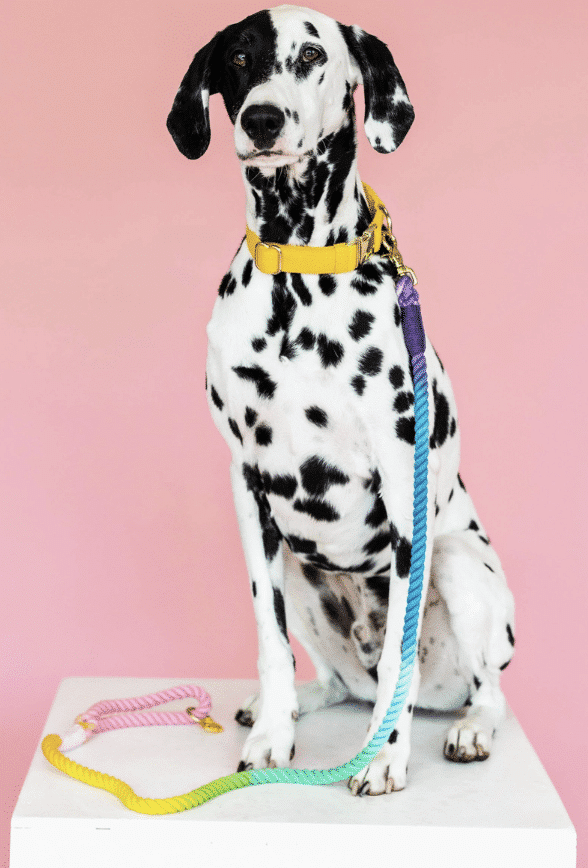 Nola Rope Dog Leash image 0