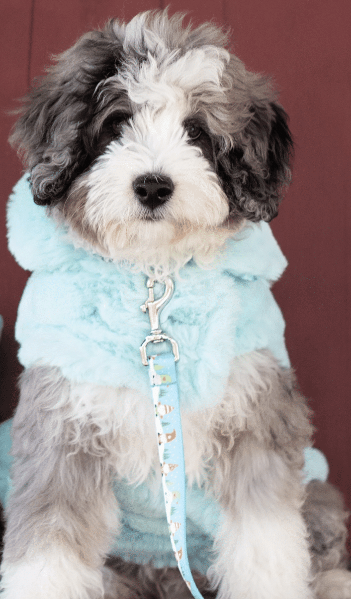 Cotton Candy Dog Coat - Blue image 0