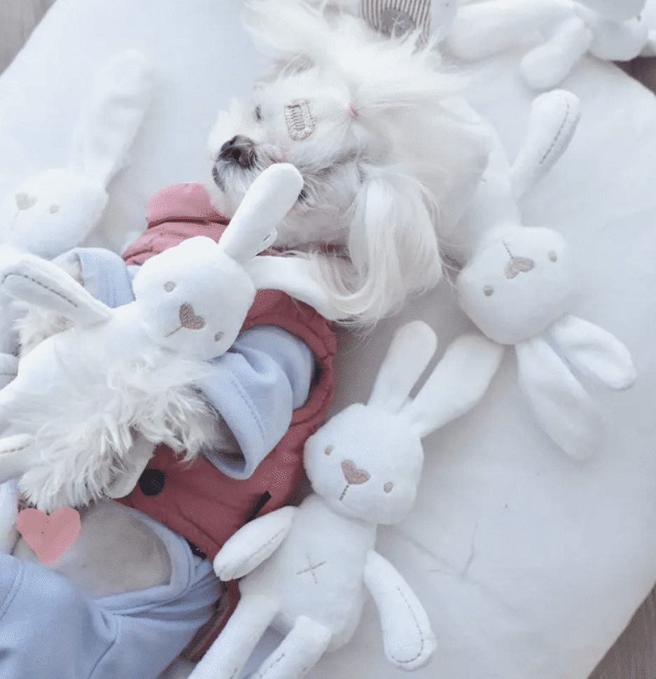 Rabbit Plush Dog Toy image 1