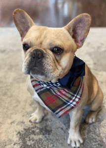 Olive & Navy Flannel Dog Bandana with Bow image 0